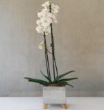 Double Spike Orchid in Cement Pot