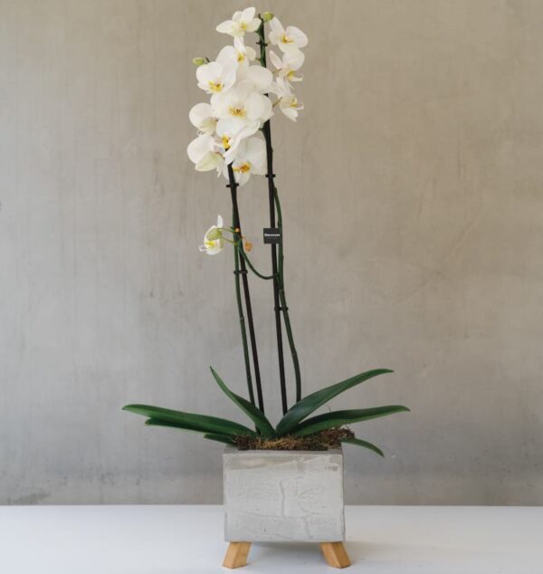 Double Spike Orchid in Cement Pot