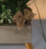 Mini Triple Spike Orchid in Cement Pot