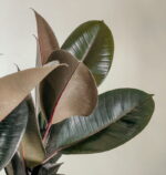 Ficus Elastica