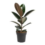 Ficus Elastica