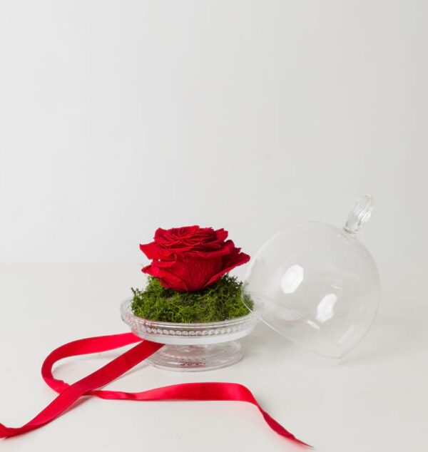 Little Prince: Preserved Red Rose