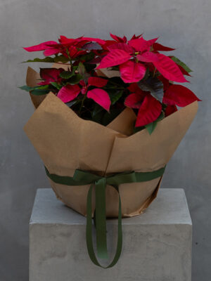 Holiday Poinsettia