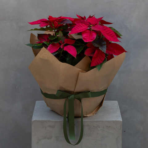 Holiday Poinsettia