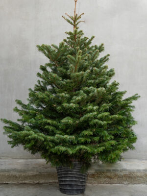 Nordmann Fir