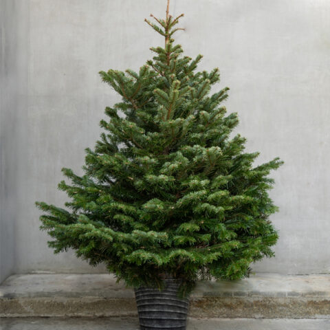 Nordmann Fir