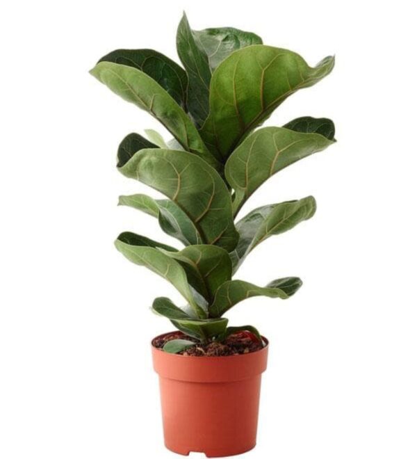 Ficus Lyrata